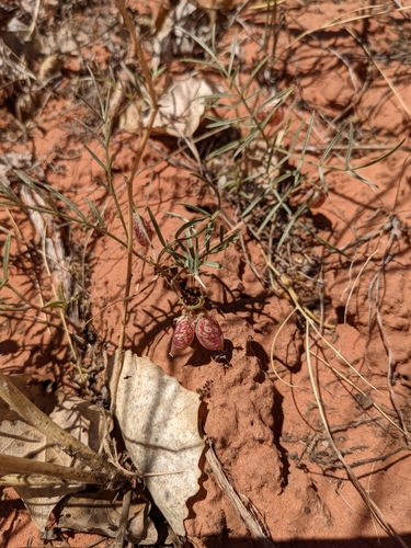 Image of Astragalus ceramicus by (c) Jacob Saucier, some rights reserved (CC BY)