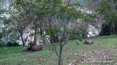 Hydrochoerus hydrochaeris