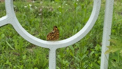 Polygonia c-aureum