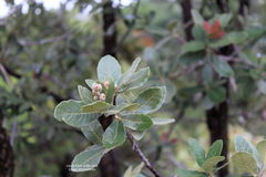 Quercus polymorpha