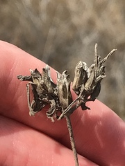 Cordylanthus rigidus setigerus