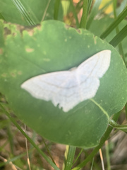 Scopula junctaria junctaria