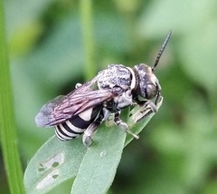 Triepeolus lunatus