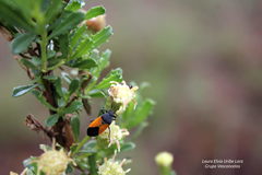 Melanopleurus bicolor