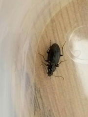 Agonum punctiforme