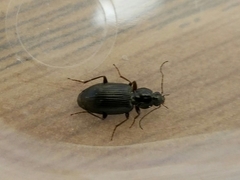 Agonum punctiforme