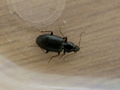 Agonum punctiforme
