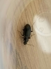 Agonum punctiforme