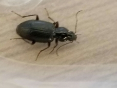 Agonum punctiforme