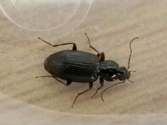 Agonum punctiforme