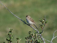 Spizella breweri taverneri