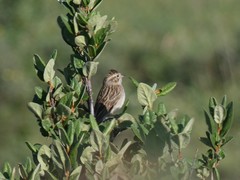 Spizella breweri taverneri