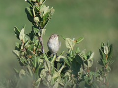 Spizella breweri taverneri