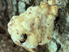 Diaperis maculata
