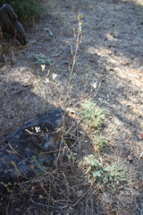 Chlorogalum angustifolium