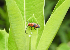 Tetraopes melanurus
