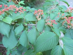 Viburnum plicatum