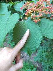 Viburnum plicatum