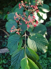 Viburnum plicatum