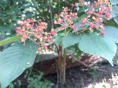 Viburnum plicatum