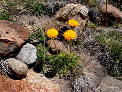 Hypochaeris tenuifolia