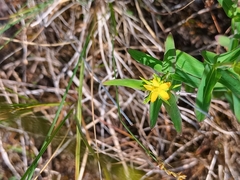 Hypericum majus