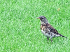 Turdus pilaris