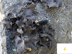 Umbilicaria polyphylla