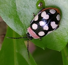 Alagoasa bipunctata perennis