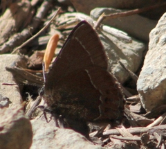 Callophrys johnsoni
