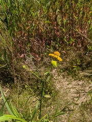 Helenium virginicum