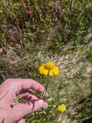 Helenium virginicum