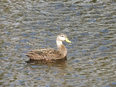 Anas fulvigula image