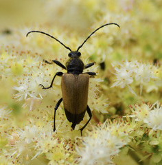 Trigonarthris subpubescens