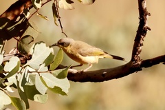 Ptilotula keartlandi