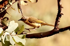 Ptilotula keartlandi