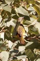 Ptilotula keartlandi