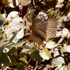 Ptilotula keartlandi