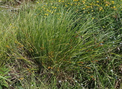 Carex exsiccata