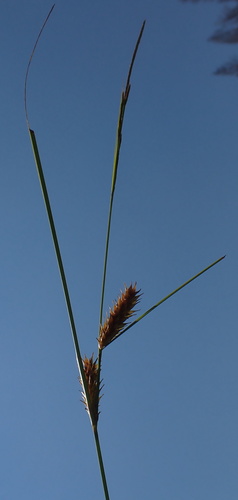 Image of Carex exsiccata by no rights reserved