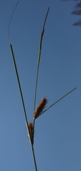 Carex exsiccata