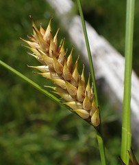 Carex exsiccata