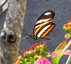 Heliconius ethilla