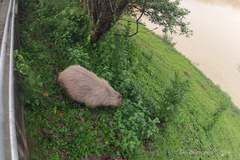 Hydrochoerus hydrochaeris