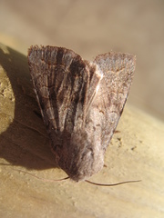 Orthosia revicta