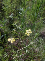 Lysimachia hybrida