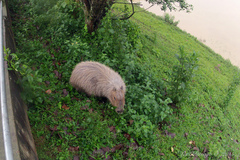 Hydrochoerus hydrochaeris