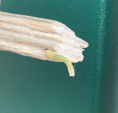 Cenopis diluticostana