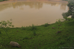 Hydrochoerus hydrochaeris