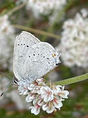 Satyrium sylvinus desertorum